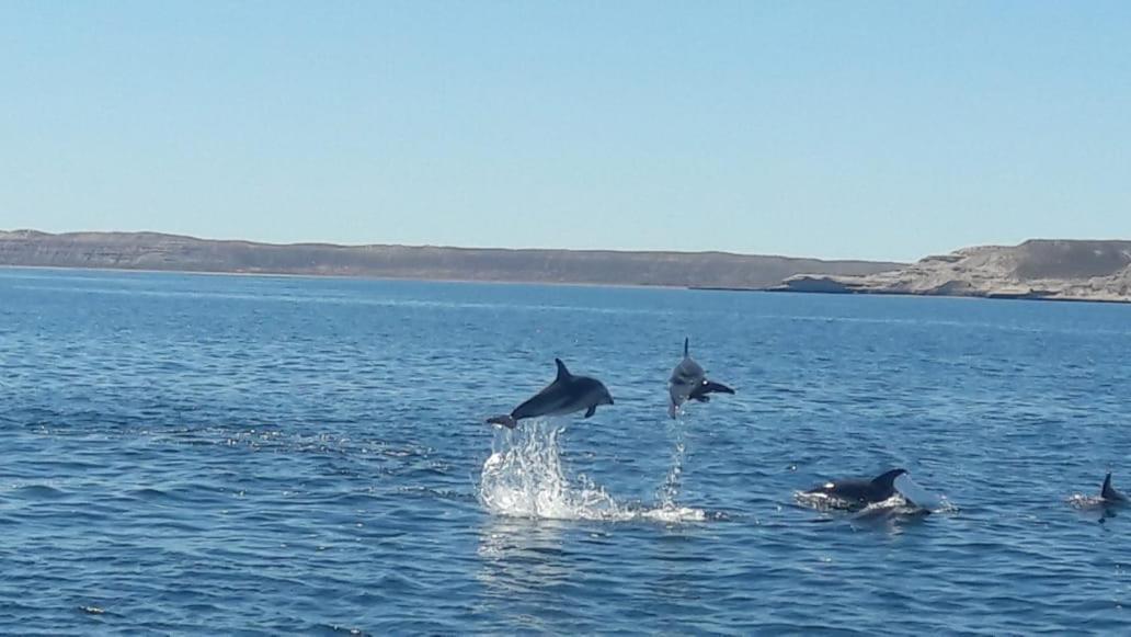 Puerto PirámidesEl Tamariscoアパートメント エクステリア 写真